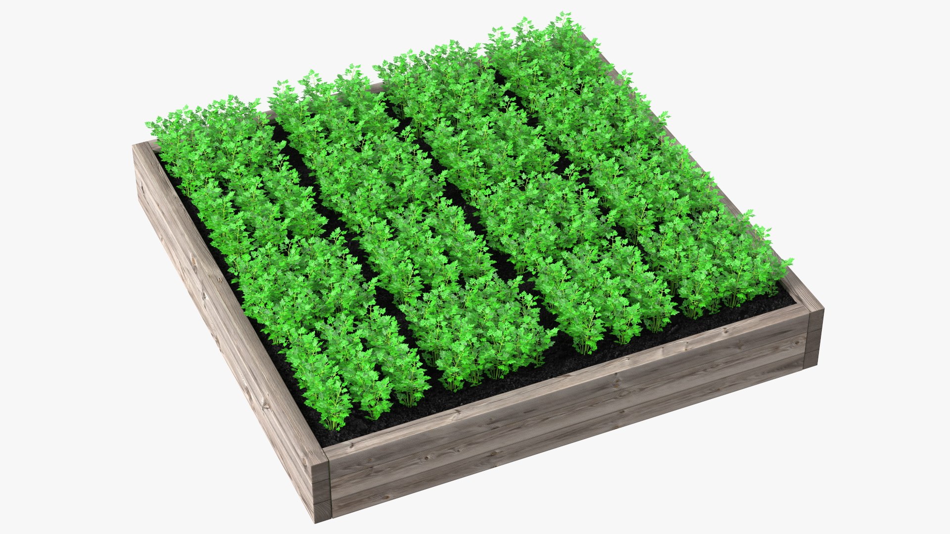 Young Parsley Grows in Rows 3D model preview