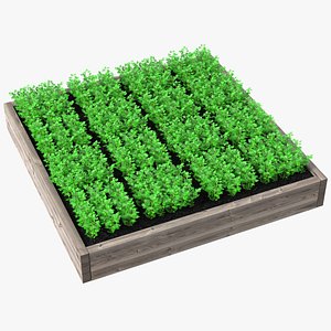3D Young Parsley Grows in Rows model