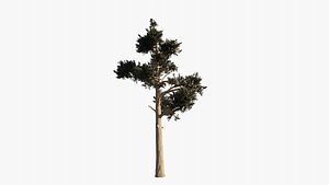3D model pine
