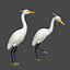 Egret 3D model