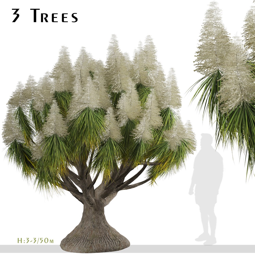 Set Of Ponytail Palm Or Beaucarnea Recurvata Tree - 3 Trees Model ...