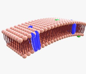 phospholipid cell membrane animation 3D model