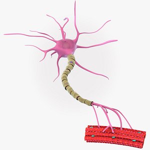 Motor Neuron with Muscle Fiber 3D model