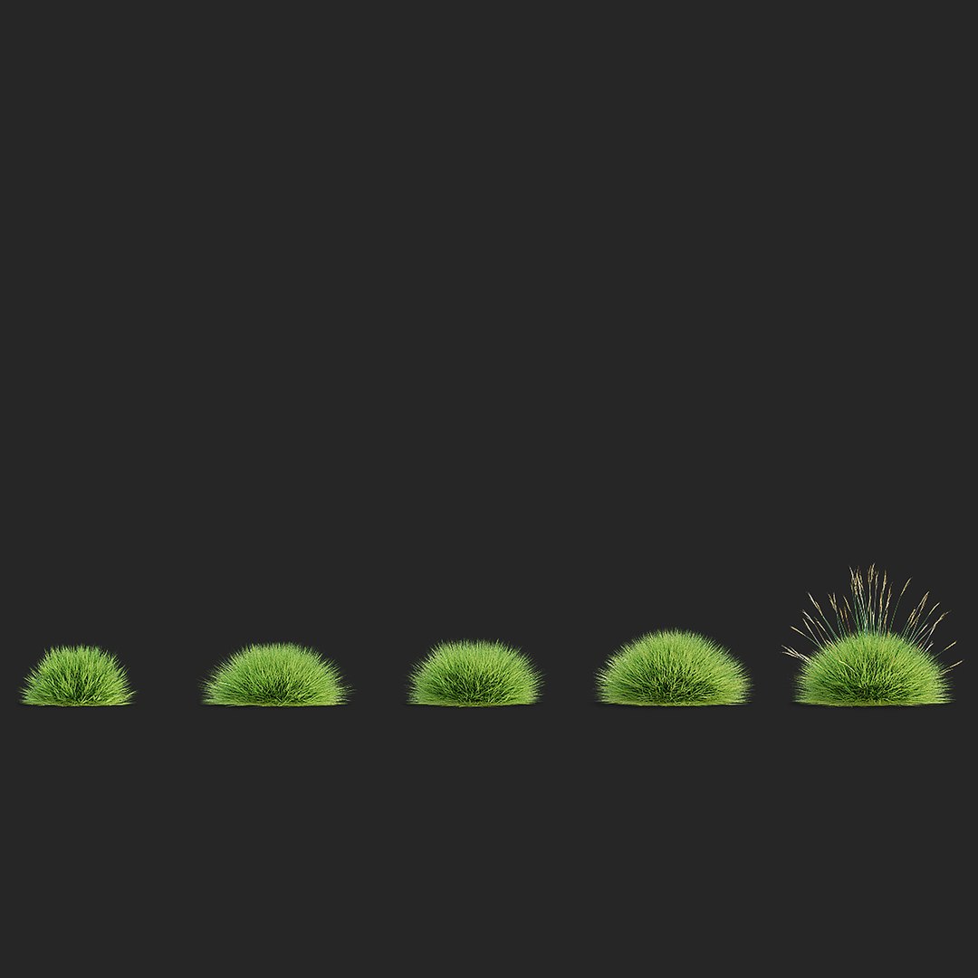 Festuca Gautieri grass 3D model https://p.turbosquid.com/ts-thumb/SN/YIUqTi/q4/festuca_gautieri_view_004_38/jpg/1742811299/1920x1080/fit_q87/cc7672dd8e5fec35ed4bf3a7bcca17b995ca4745/festuca_gautieri_view_004_38.jpg