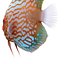Symphysodon Fish Rigged for Cinema 4D