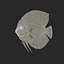 Symphysodon Fish Rigged for Cinema 4D