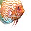 Symphysodon Fish Rigged for Cinema 4D