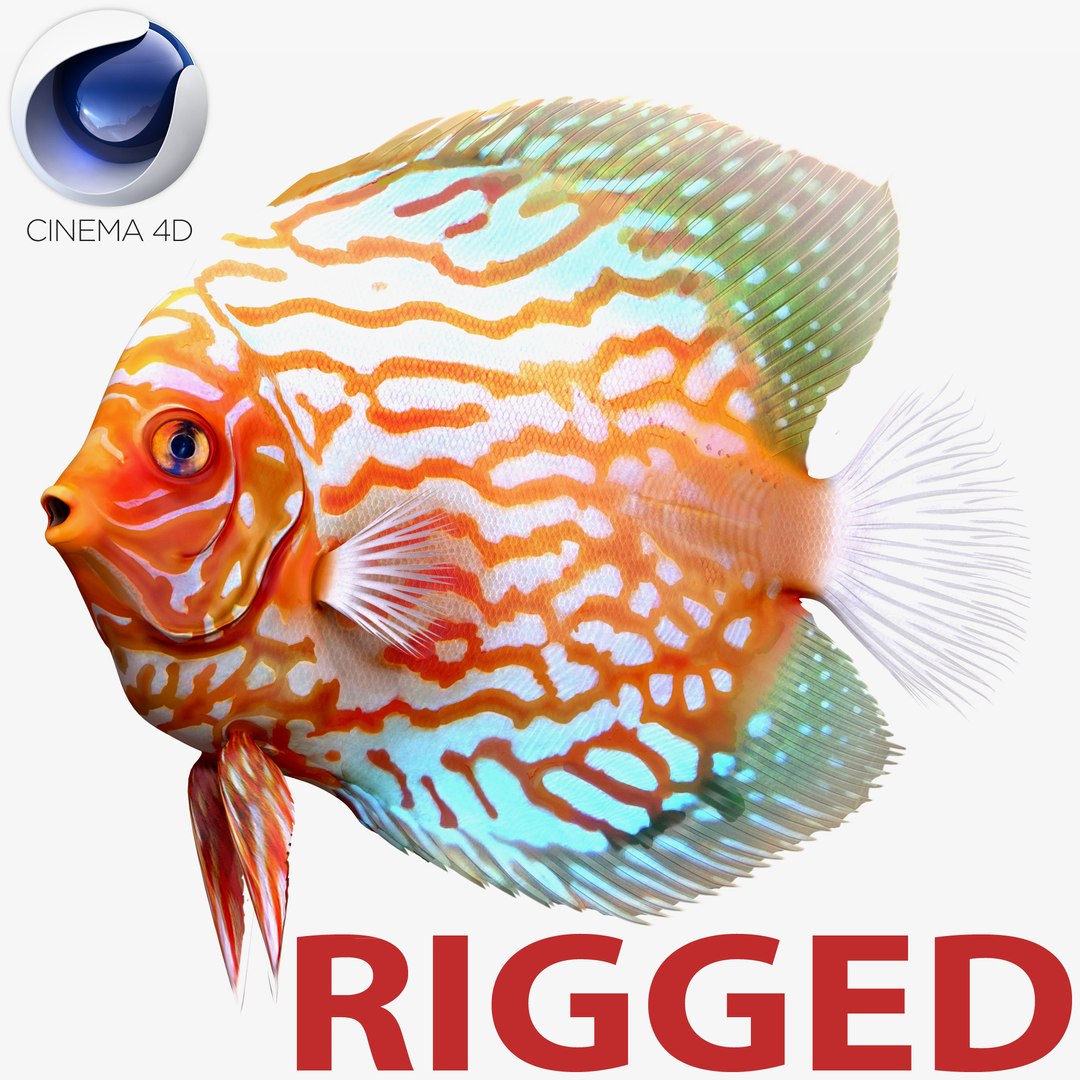 Symphysodon Fish Rigged for Cinema 4D 3D model preview