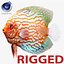 Symphysodon Fish Rigged for Cinema 4D
