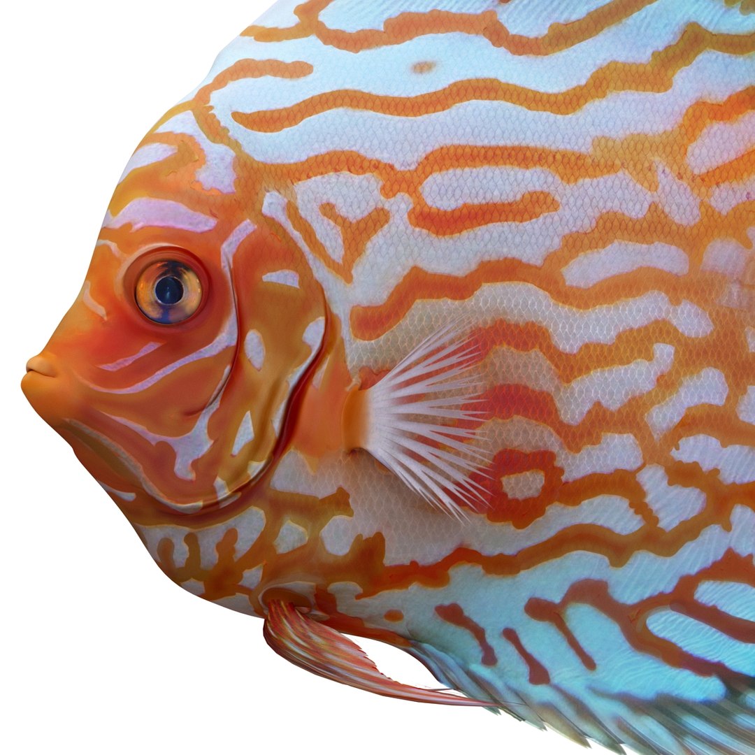 c4d symphysodon fish rigged https://p.turbosquid.com/ts-thumb/SN/bJiP8a/Bd0oski9/symphysodonfishriggedcinema4d3dmodel11/jpg/1479927761/1920x1080/fit_q87/8f97430771e7452750fb0509f3ce3b4c4d0f3033/symphysodonfishriggedcinema4d3dmodel11.jpg