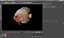 Symphysodon Fish Rigged for Cinema 4D