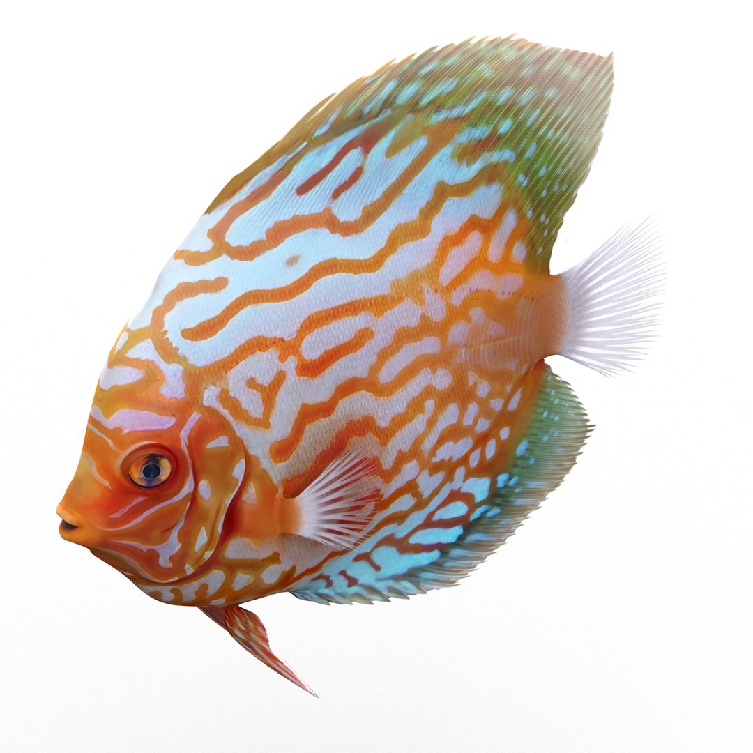 c4d symphysodon fish rigged https://p.turbosquid.com/ts-thumb/SN/bJiP8a/bAtjMIkw/symphysodonfishriggedcinema4d3dmodel03/jpg/1479927761/1920x1080/fit_q87/4dfa644659866245bf1ab735b1e700a821f37bc0/symphysodonfishriggedcinema4d3dmodel03.jpg