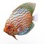 Symphysodon Fish Rigged for Cinema 4D