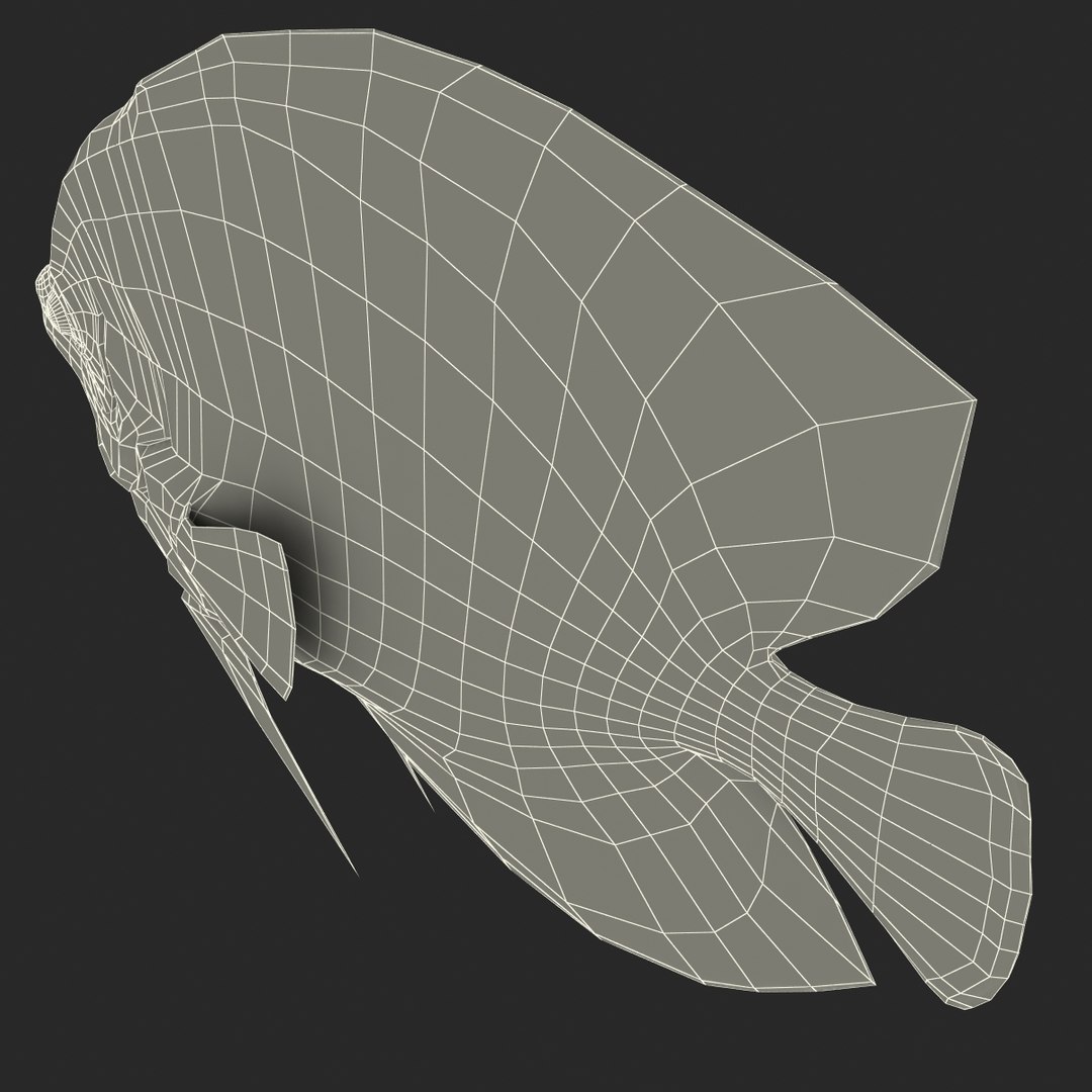 c4d symphysodon fish rigged https://p.turbosquid.com/ts-thumb/SN/bJiP8a/uNEy4Rxo/symphysodonfishriggedcinema4d3dmodel21/jpg/1479927761/1920x1080/fit_q87/3eb7f8bd810ae3afd1b7861bded579b436f68f2e/symphysodonfishriggedcinema4d3dmodel21.jpg