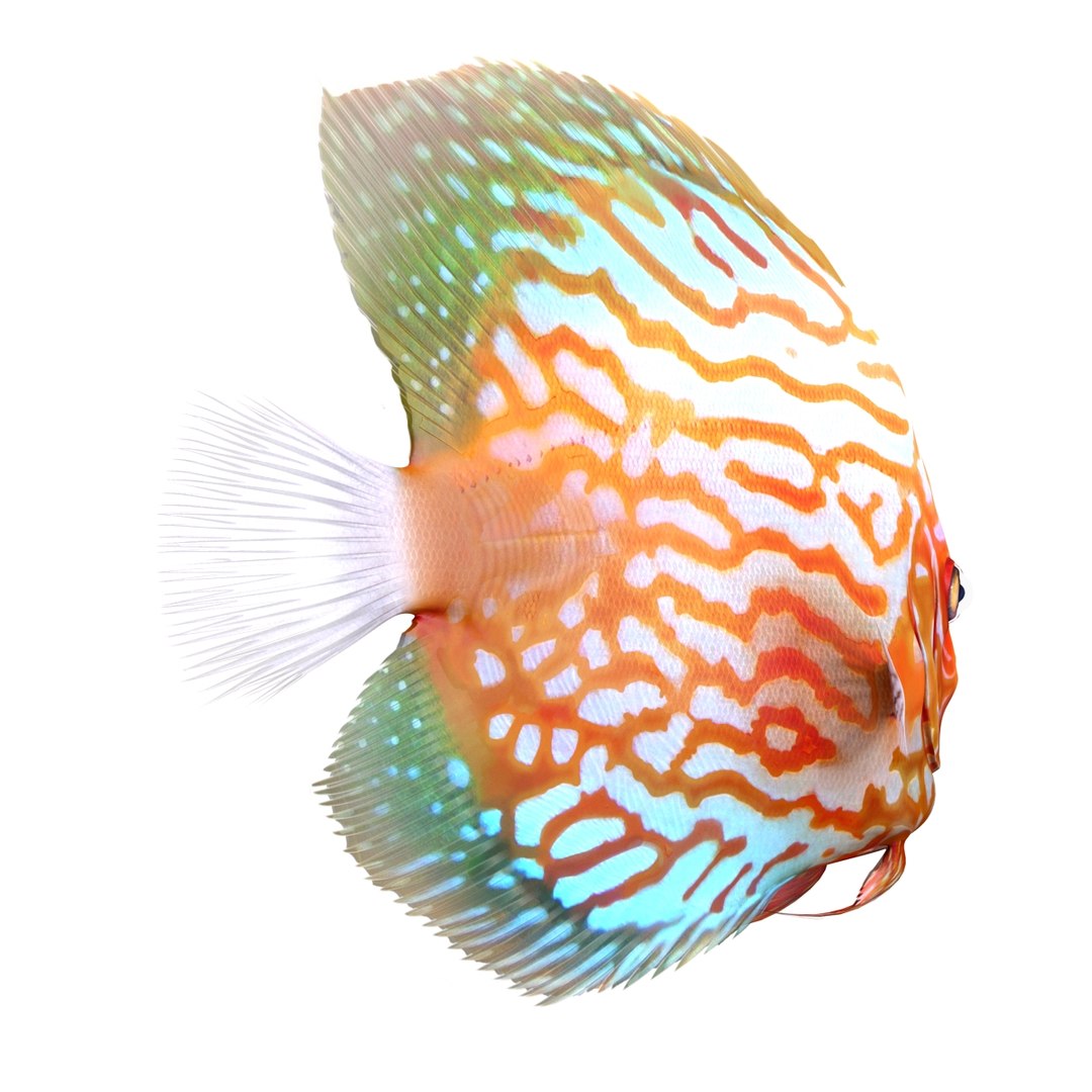 c4d symphysodon fish rigged https://p.turbosquid.com/ts-thumb/SN/bJiP8a/zHNSgfUX/symphysodonfishriggedcinema4d3dmodel06/jpg/1479927761/1920x1080/fit_q87/78f43ab531f3b73bb7f6c064102c6c8d87396a8b/symphysodonfishriggedcinema4d3dmodel06.jpg