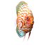 Symphysodon Fish Rigged for Cinema 4D