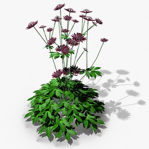 Astrantia