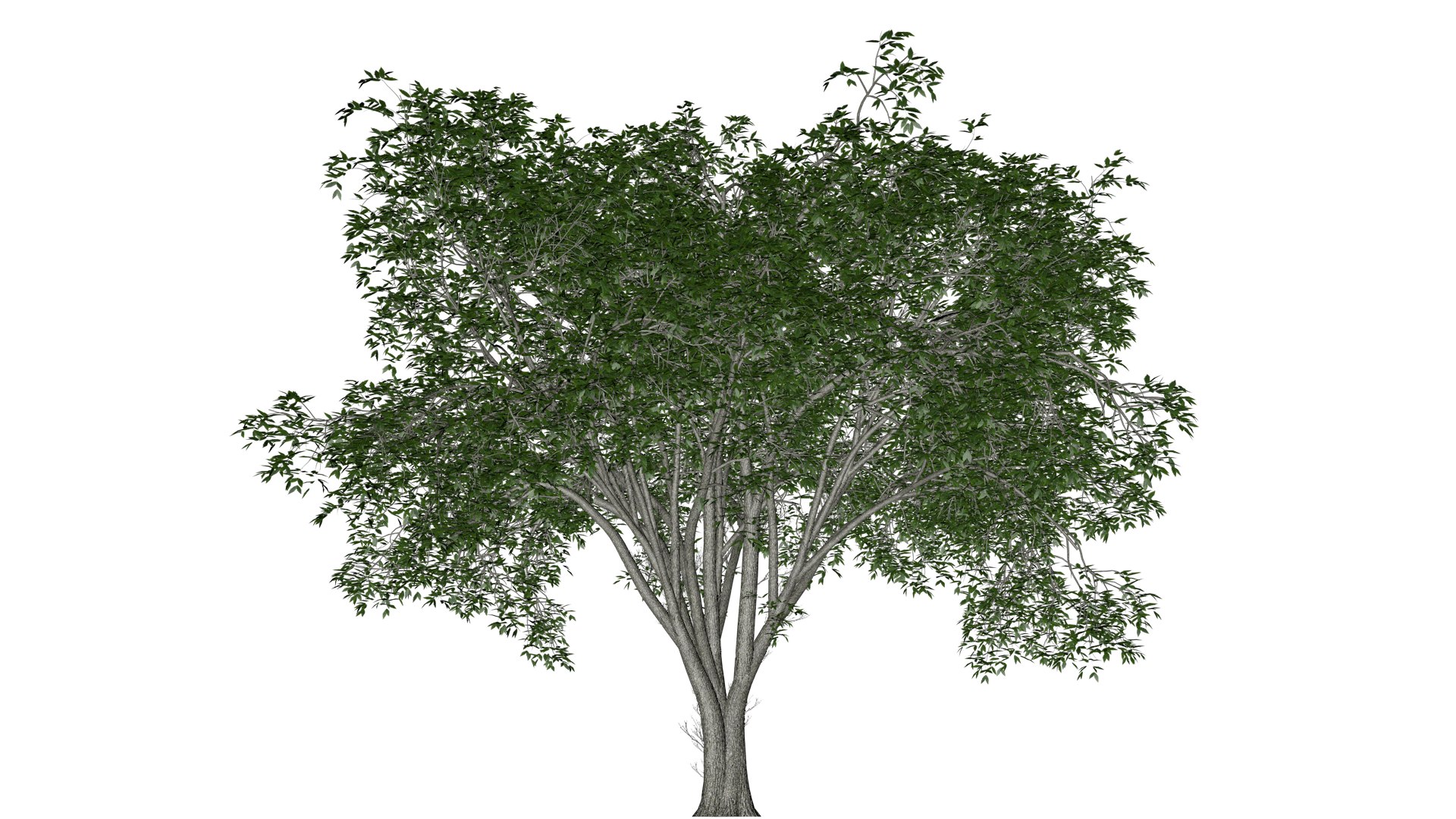American Elm Tree - 01 - 3D Model - TurboSquid 2374294