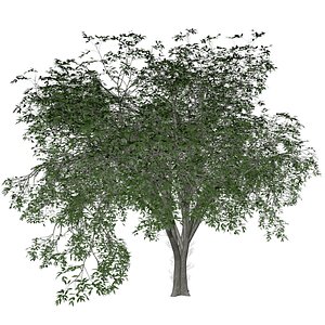 American Elm Tree - 01 - 3D model