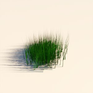 Grass