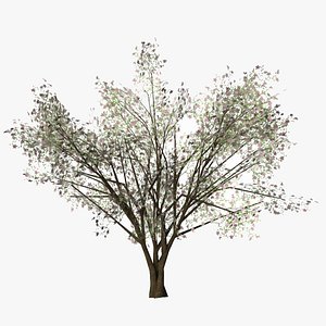 3D model almond flowers