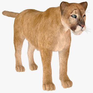 vary tiger fur 3D model