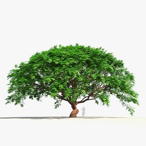 Samanea Saman Set 3D model