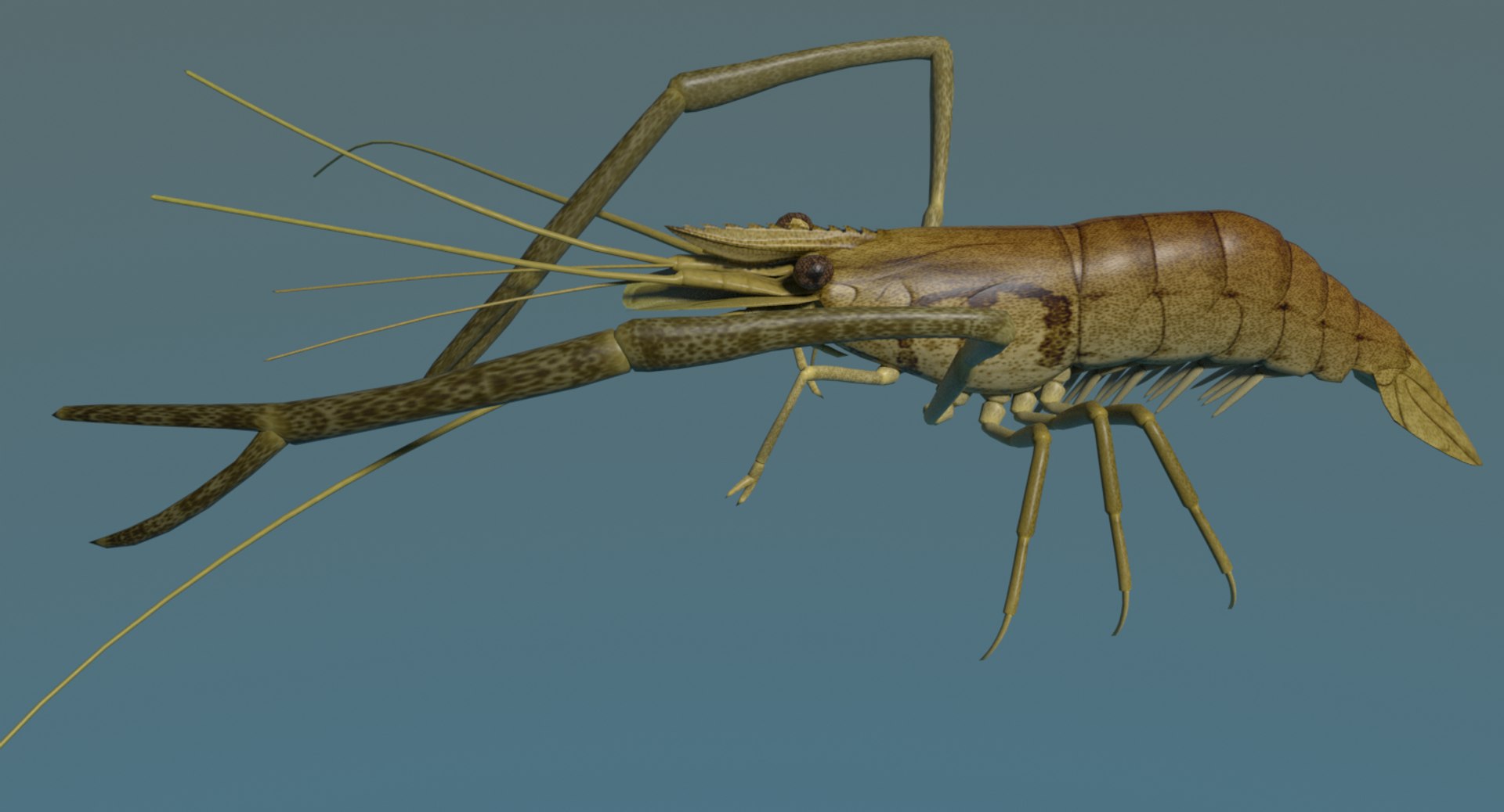 fresh water 3d model https://p.turbosquid.com/ts-thumb/SO/RpYn72/LD41u5DJ/tenagaebiimage1/png/1608032788/1920x1080/fit_q87/43f57f6e8399c701606848ce64b0722c7273300a/tenagaebiimage1.jpg