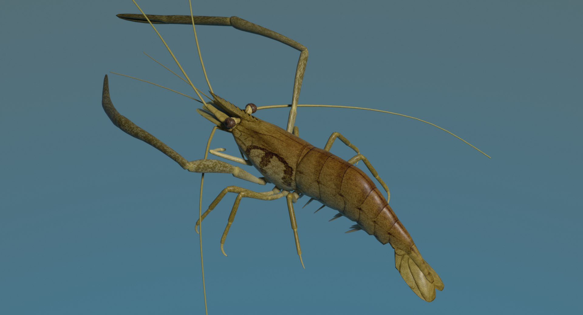 fresh water 3d model https://p.turbosquid.com/ts-thumb/SO/RpYn72/YxbGvvS8/tenagaebiimage2/png/1608032788/1920x1080/fit_q87/45f02e609cfa482f19bb354187f8890d849e6917/tenagaebiimage2.jpg