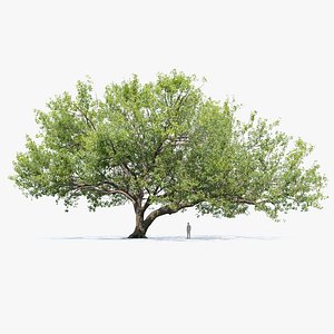 Oak tree 11 3D model