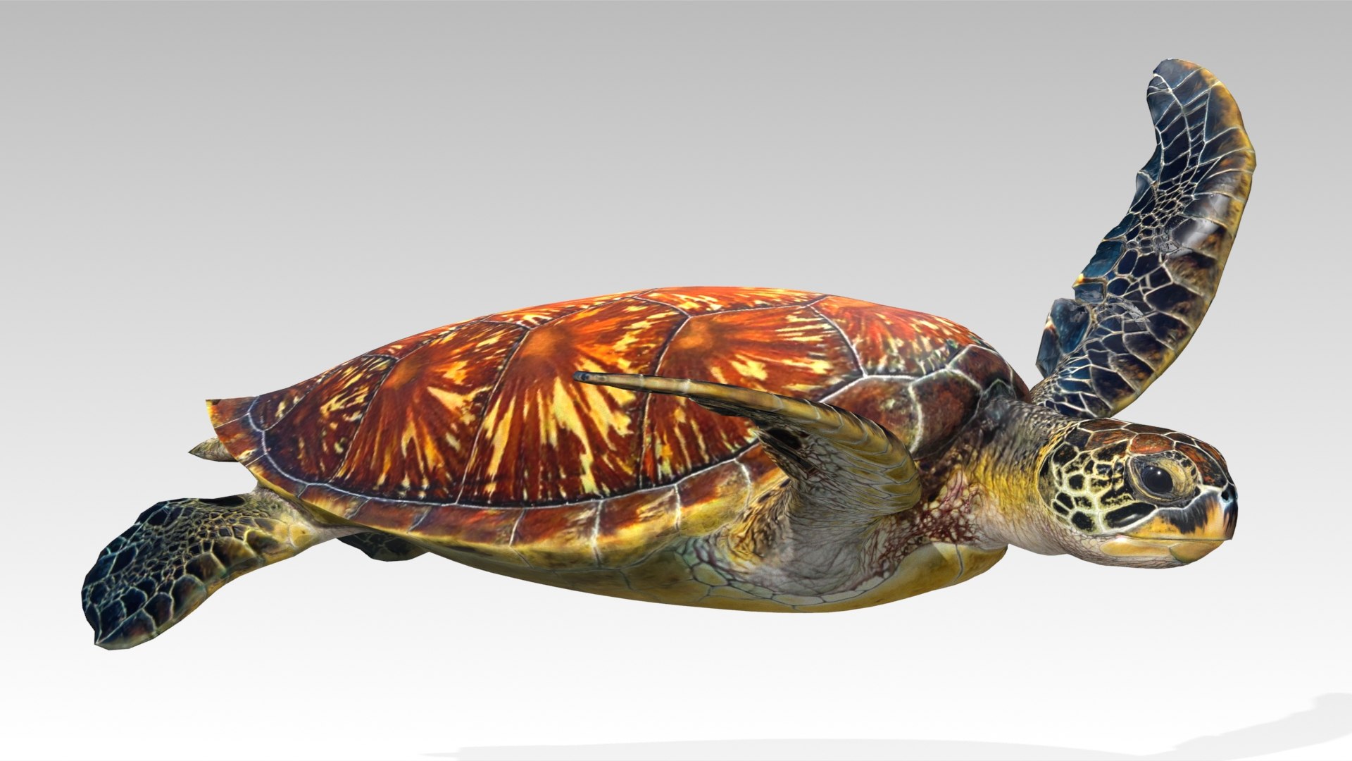 Green Sea Turtle Animated 3D model https://p.turbosquid.com/ts-thumb/SO/YFIcoT/HX/01greenseaturtle_screenshot/jpg/1768906710/1920x1080/fit_q87/3283f1674c47a696eed81198f6e98b42e15065b8/01greenseaturtle_screenshot.jpg