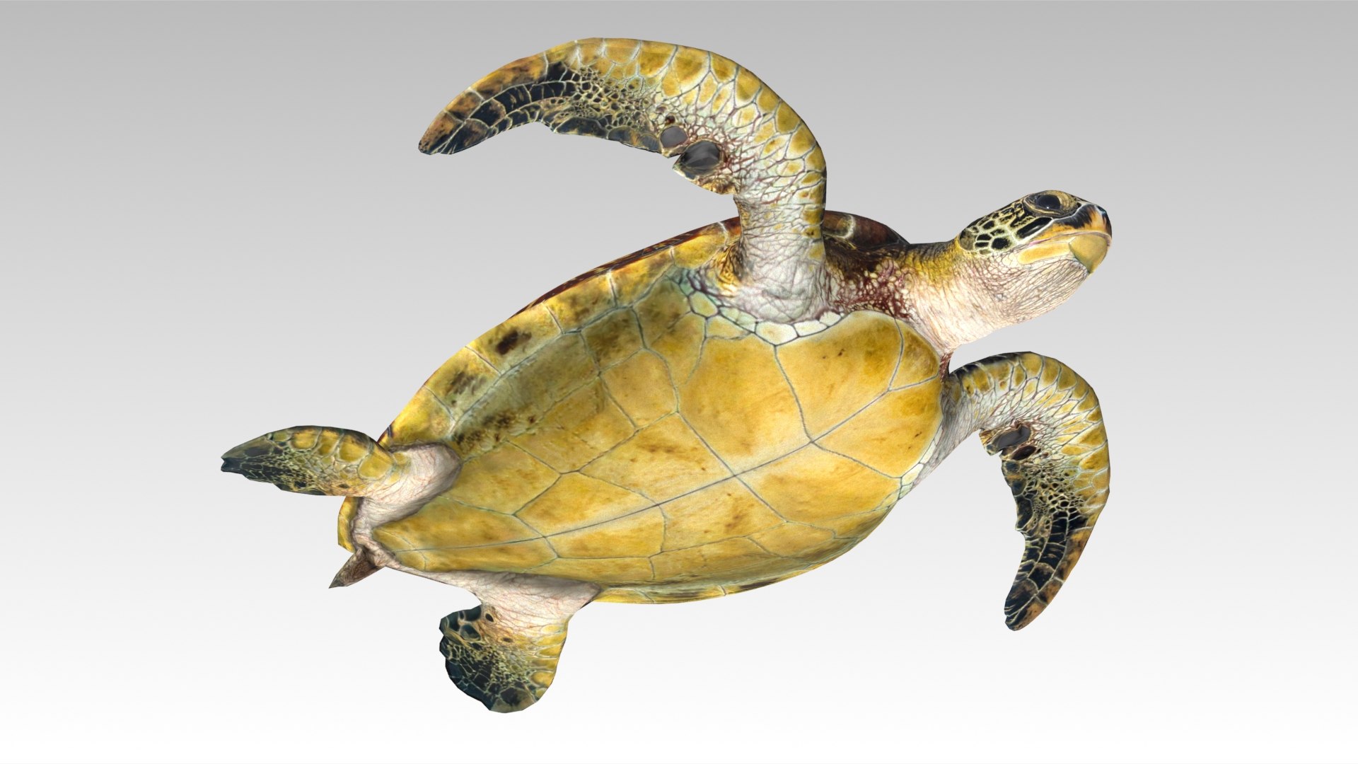 Green Sea Turtle Animated 3D model https://p.turbosquid.com/ts-thumb/SO/YFIcoT/Qv/08greenseaturtle_screenshot/jpg/1768906713/1920x1080/fit_q87/c0047bc8b0b1db5f67085e53c4b384d1d7b8446b/08greenseaturtle_screenshot.jpg