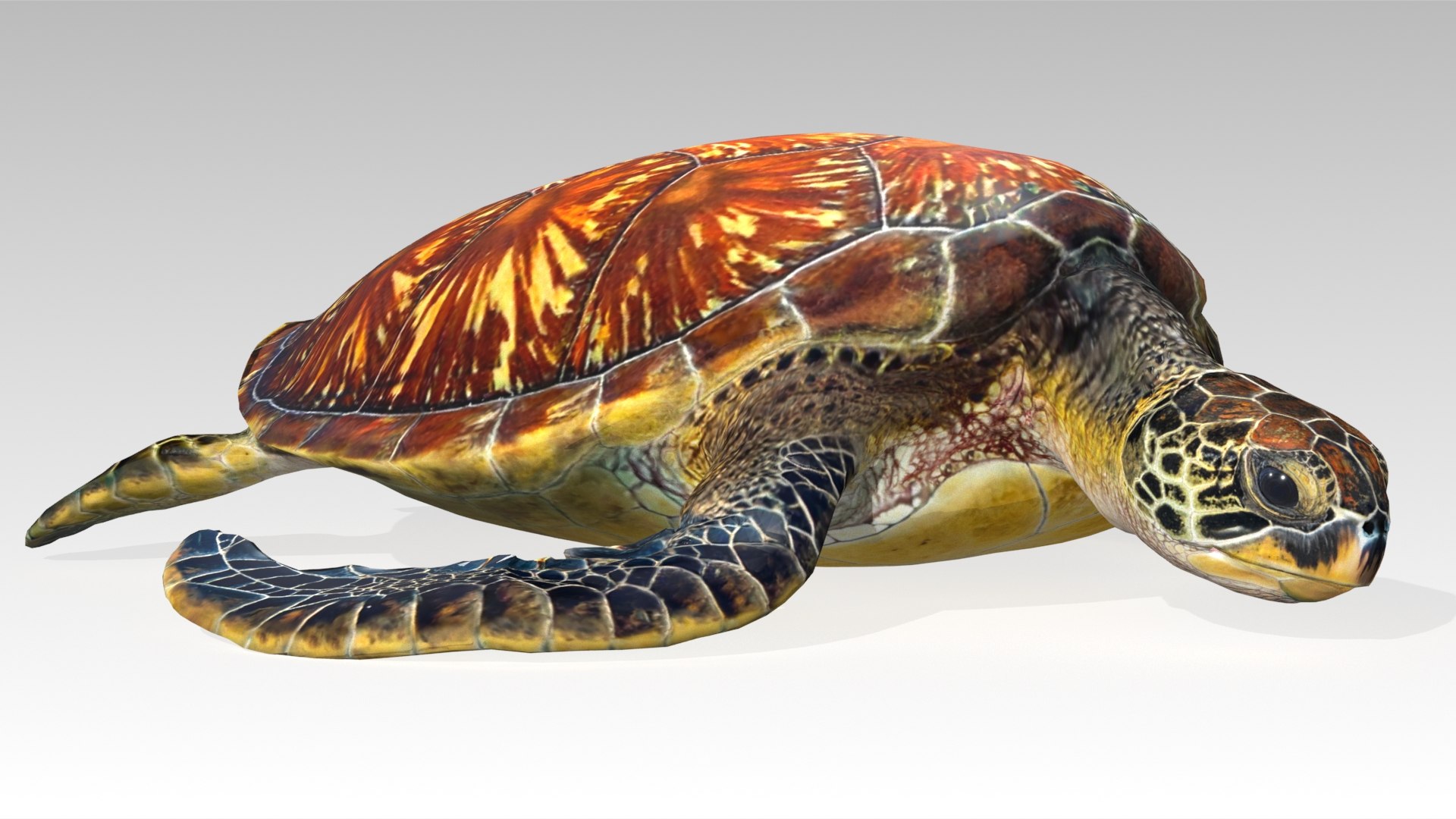 Green Sea Turtle Animated 3D model https://p.turbosquid.com/ts-thumb/SO/YFIcoT/iK/06greenseaturtle_screenshot/jpg/1768906712/1920x1080/fit_q87/cf100868b0476936bb33a934694f9ed2bffa811f/06greenseaturtle_screenshot.jpg
