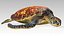 Green Sea Turtle Animated 3D model