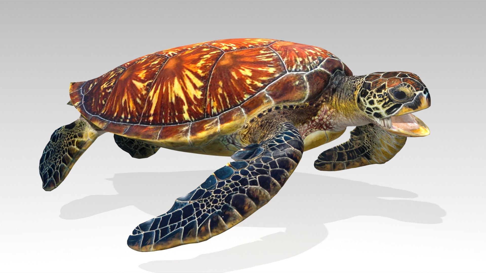 Green Sea Turtle Animated 3D model https://p.turbosquid.com/ts-thumb/SO/YFIcoT/vG/07greenseaturtle_screenshot/jpg/1768906713/1920x1080/fit_q87/26e2c2faa4c534891b146d06eb605f7156c15f6d/07greenseaturtle_screenshot.jpg