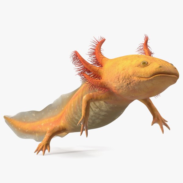 Gold Mexican Salamander 3D model