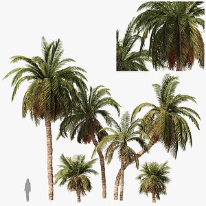 6 Date palm Trees 3D model