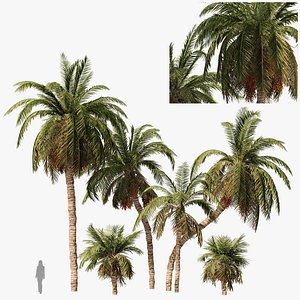 6  Arabian Date palm Trees
