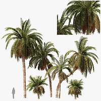 6  Arabian Date palm Trees