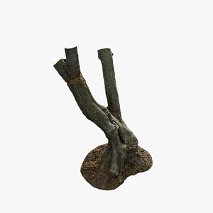 Anydrafts Olea europaea Trunk 04 3D