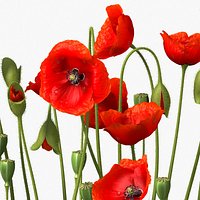 Poppy