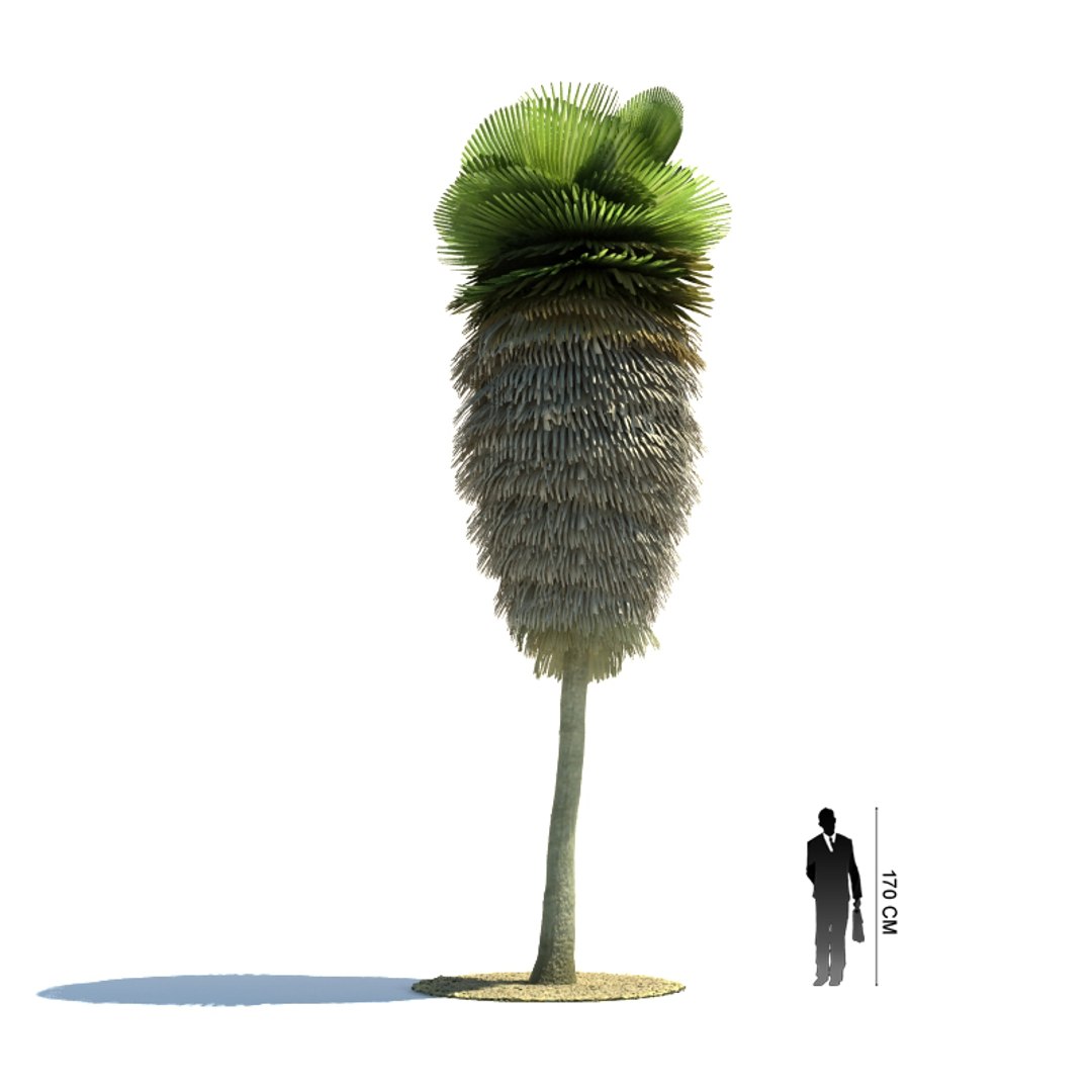 Exotic Tree Copernicia Macroglossa 3ds