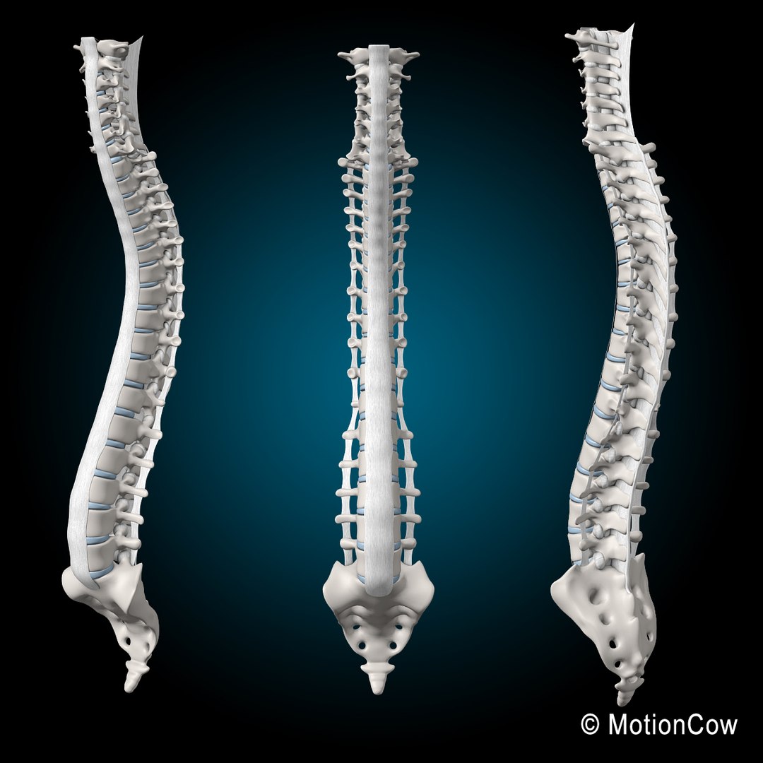 3d model human skeletal skeleton bones https://p.turbosquid.com/ts-thumb/SP/5eQBIb/2Rin33bt/spine_c/jpg/1371434987/1920x1080/fit_q87/1b449bba8e4ac1addd8b0801eb6899ed3095ff70/spine_c.jpg