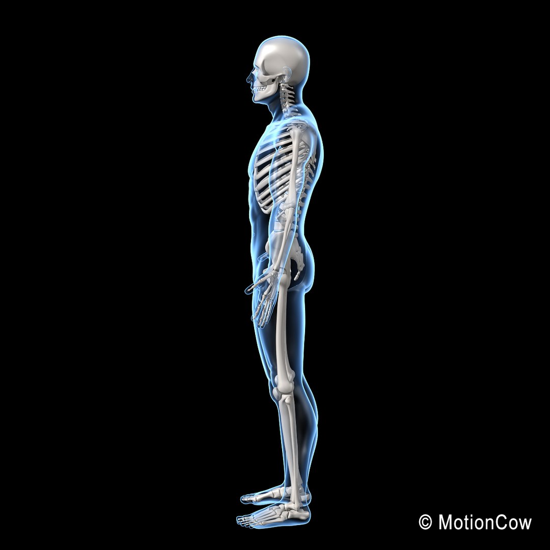 3d model human skeletal skeleton bones https://p.turbosquid.com/ts-thumb/SP/5eQBIb/JLabDREI/skeleton_e/jpg/1371434987/1920x1080/fit_q87/cd6ad2b25bc167bcaa5399bdcd8f1c78c04c7375/skeleton_e.jpg