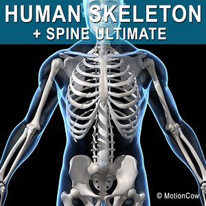 3d model human skeletal skeleton bones