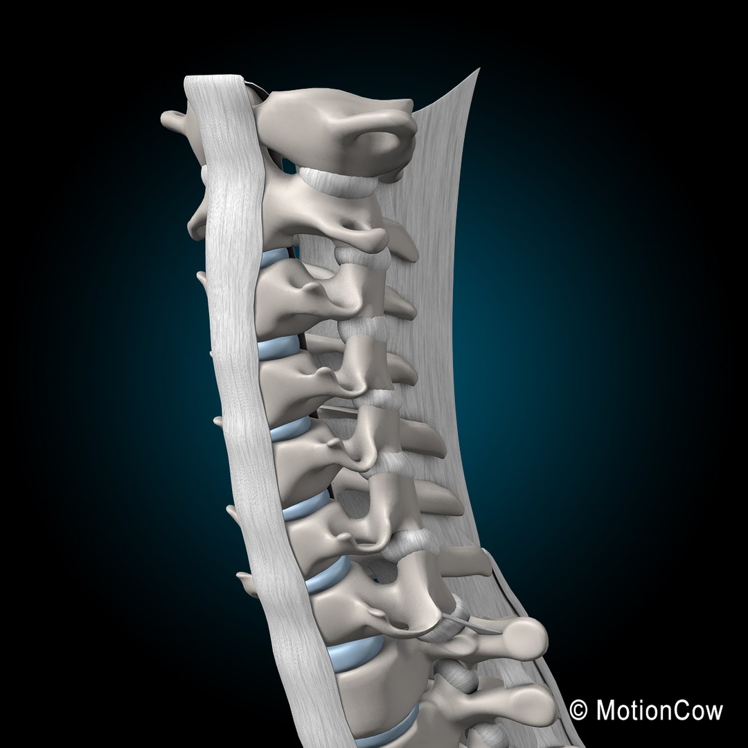 3d model human skeletal skeleton bones https://p.turbosquid.com/ts-thumb/SP/5eQBIb/Qc4DydE9/spine_g/jpg/1371434987/1920x1080/fit_q87/4488f7e6a4d56aef30622f275f58e65fdf110a33/spine_g.jpg
