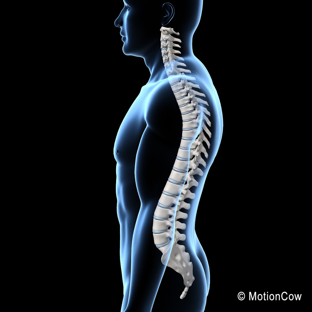 3d model human skeletal skeleton bones https://p.turbosquid.com/ts-thumb/SP/5eQBIb/W5zsPKSd/spine_q/jpg/1371434988/1920x1080/fit_q87/6c0fa96b788ce039f9c435e9b224a01688d006e0/spine_q.jpg