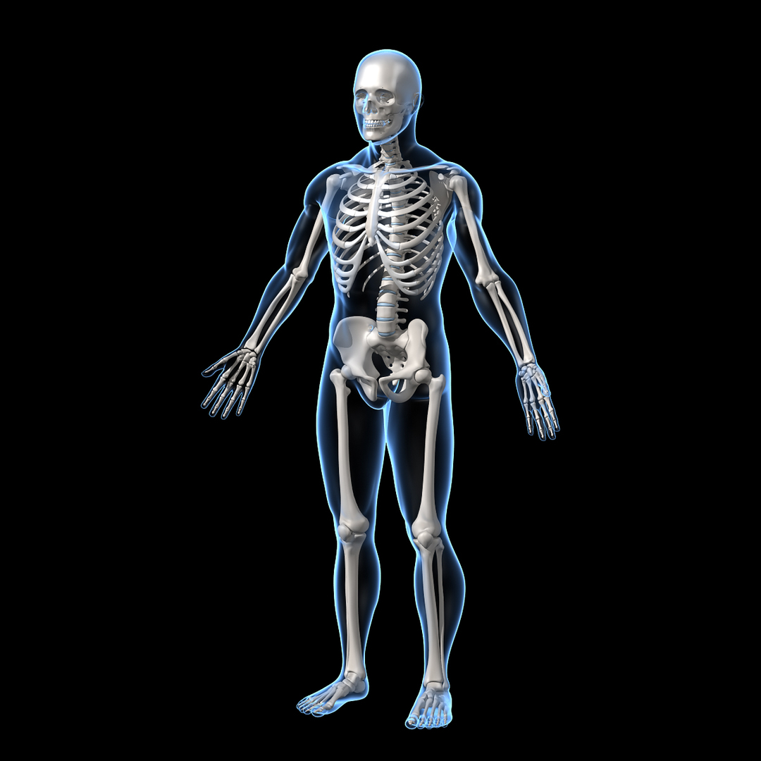 3d model human skeletal skeleton bones https://p.turbosquid.com/ts-thumb/SP/5eQBIb/eUcmYJcN/skeleton/jpg/1371442460/1920x1080/turn_fit_q99/611e480621518b0e182a83fe7d035bd58432e060/skeleton-1.jpg