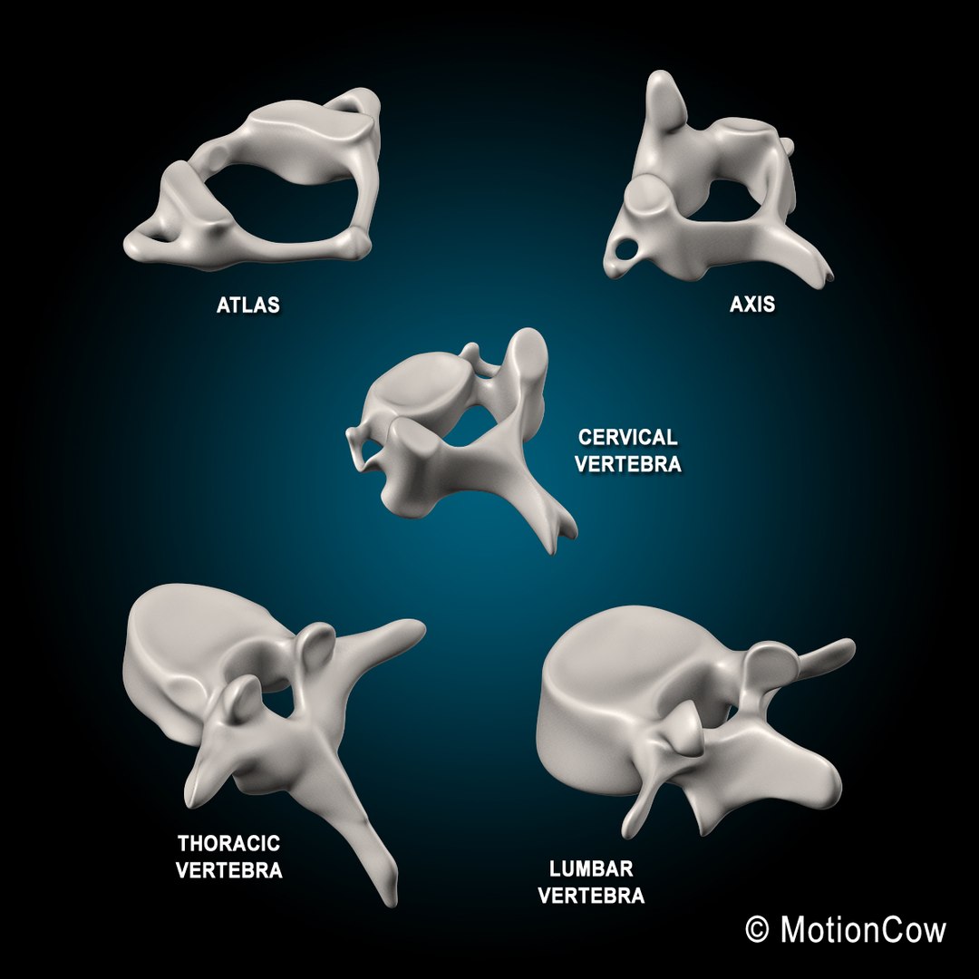 3d model human skeletal skeleton bones https://p.turbosquid.com/ts-thumb/SP/5eQBIb/jpyZacRk/spine_l/jpg/1371434987/1920x1080/fit_q87/17facc228a467c9f3869baddc2248d8c78c6d65f/spine_l.jpg