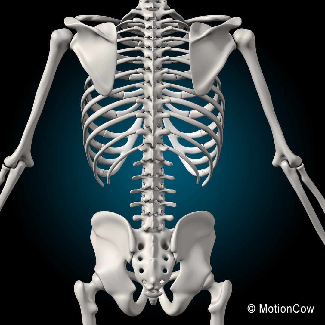 3d model human skeletal skeleton bones https://p.turbosquid.com/ts-thumb/SP/5eQBIb/klrQyINN/skeleton_g4/jpg/1371434987/1920x1080/fit_q87/4726b771234b0f941374f279828f44b09f518415/skeleton_g4.jpg